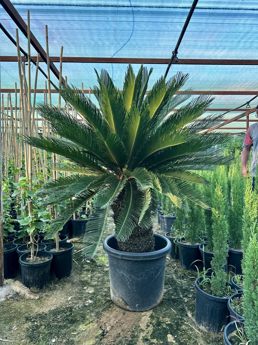 Sago palm, fully grown
