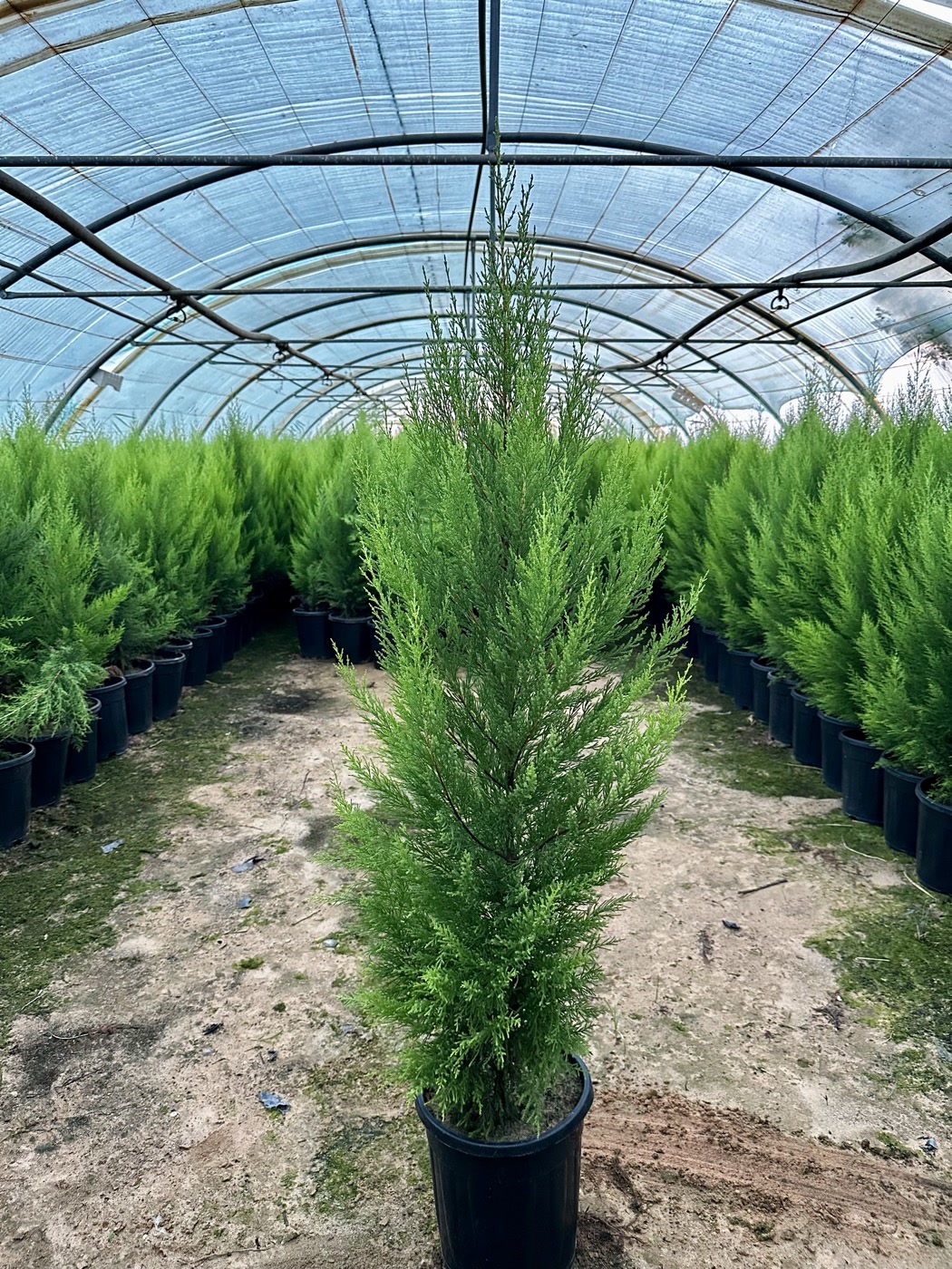 Rows of Italian cypress