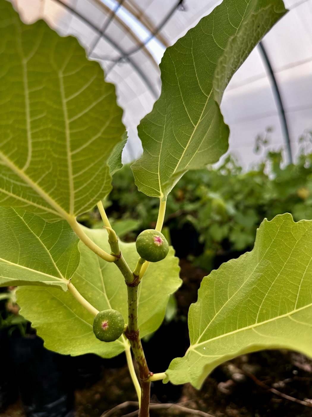 A fig tree, just getting started