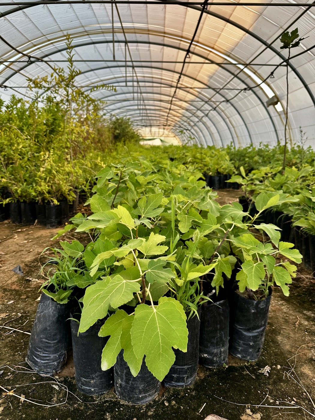 Fig saplings, ready to grow