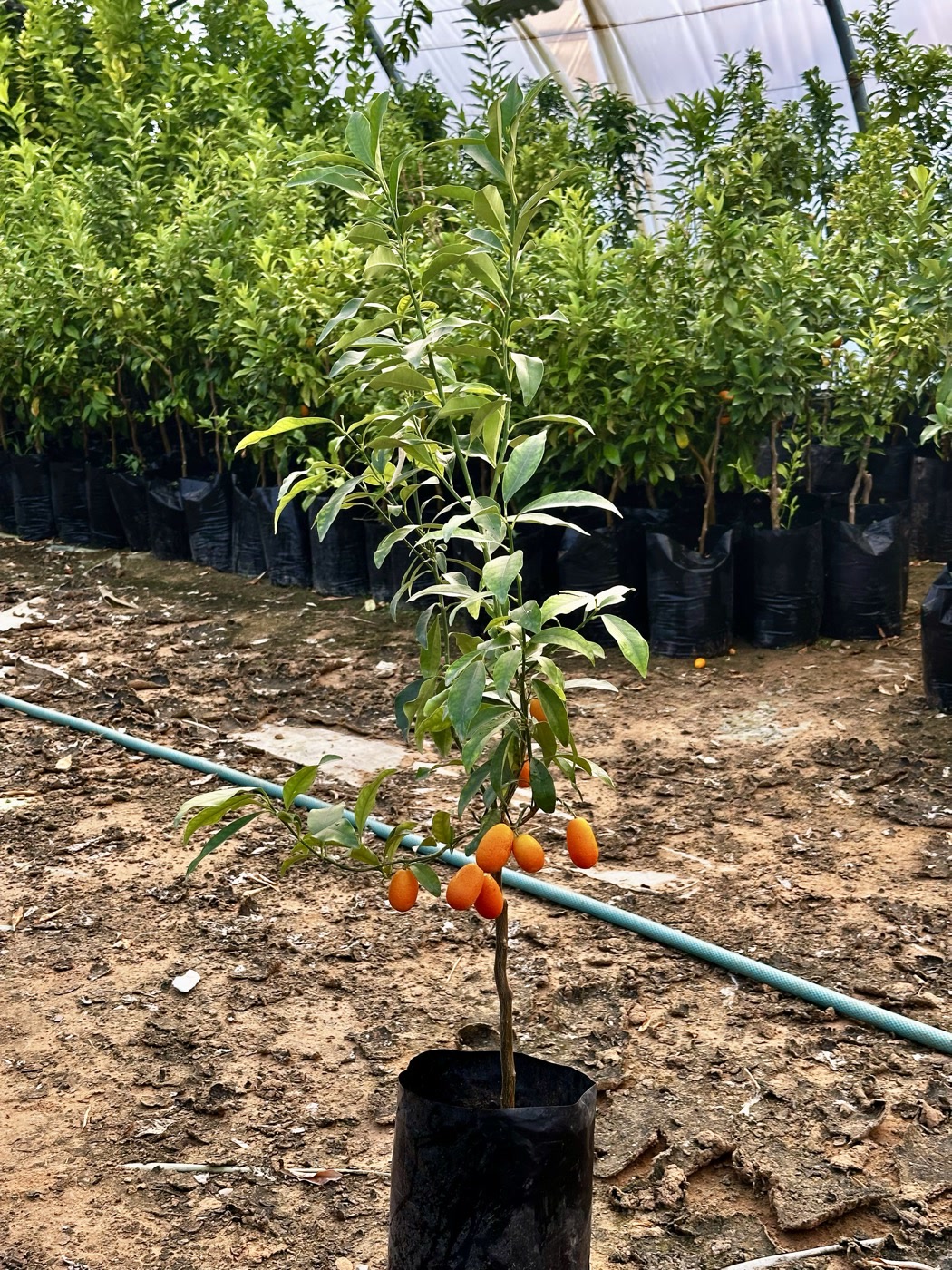A young kumquat, heavy with fruit
