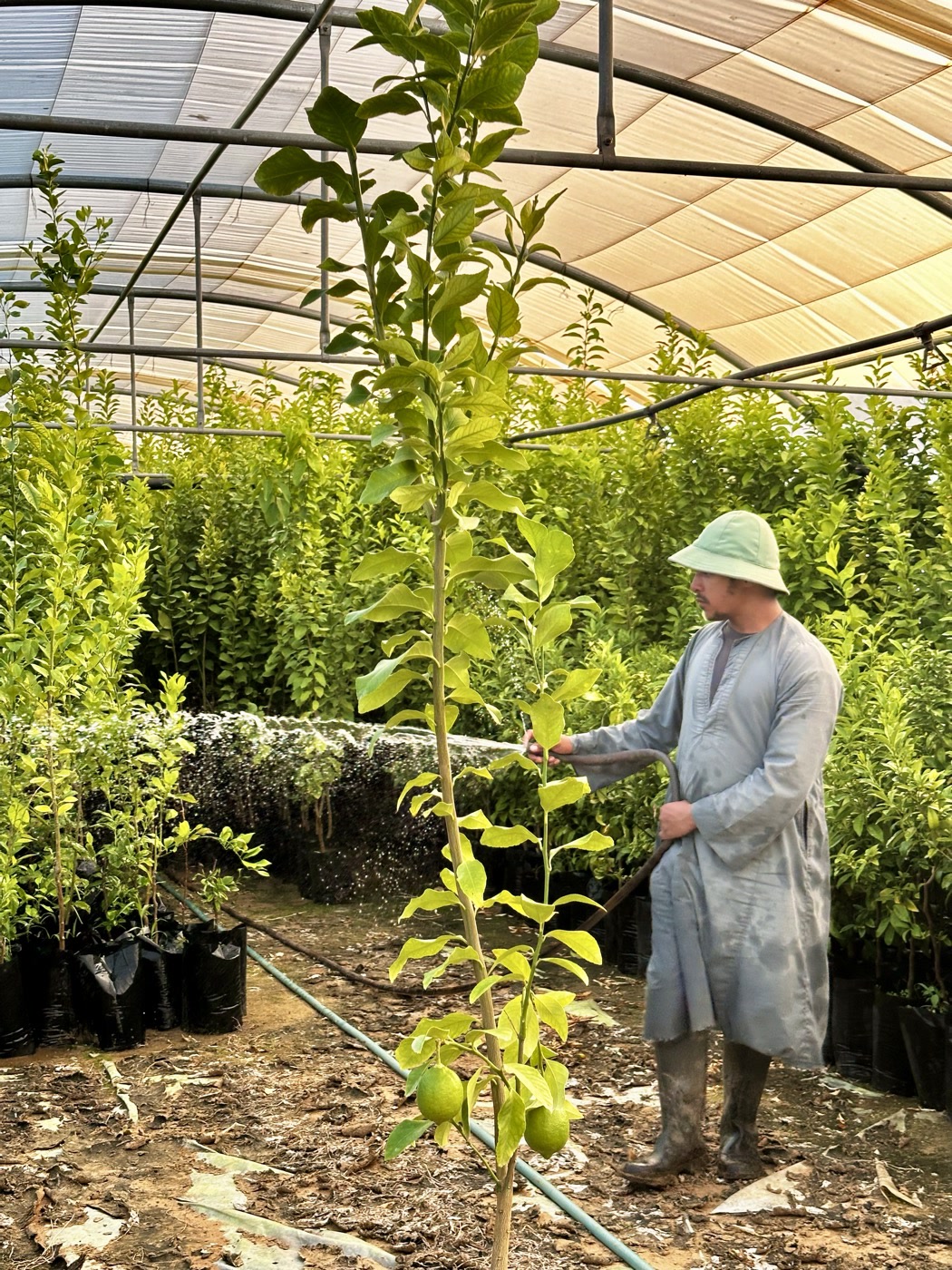 Watering a young lemon tree