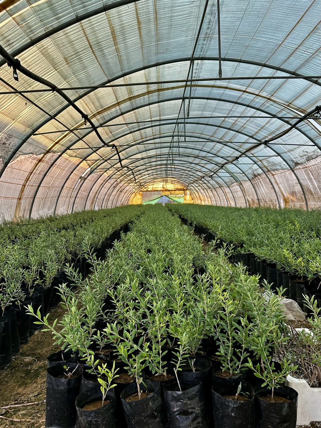 Olive saplings in the shade house