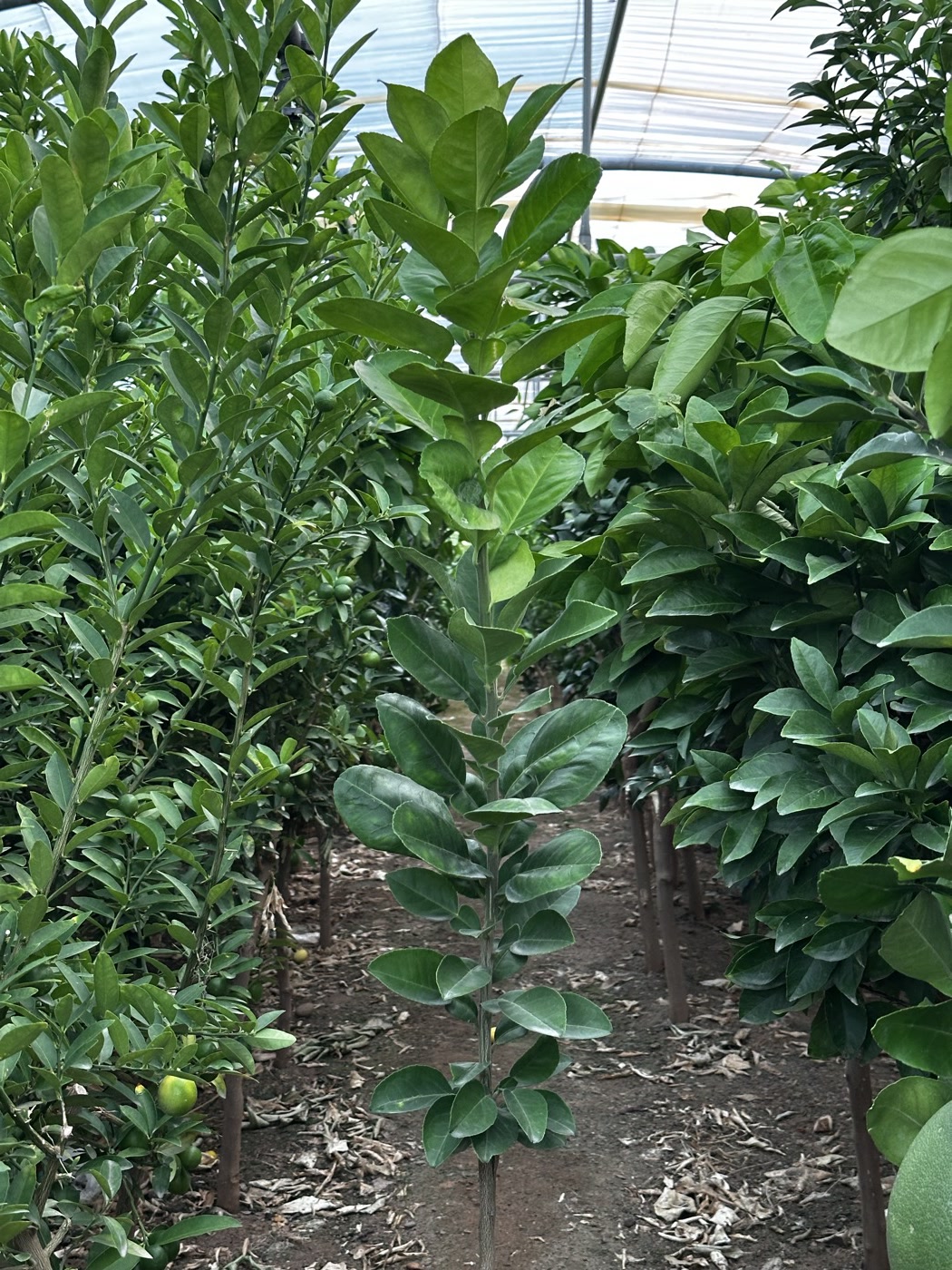A young pomelo tree